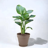 Bloempot De Max - Taupe - 76L