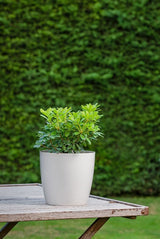Bloempot De Max - Luxe - 14cm
