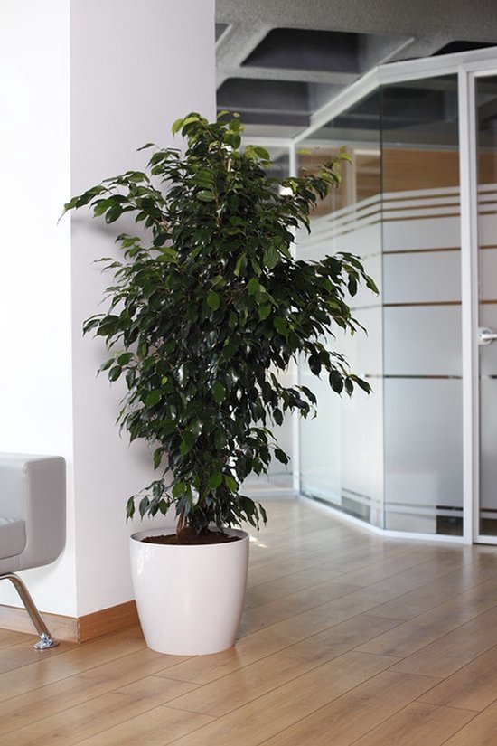 Bloempot De Max - Set van 2 Stuks - 7.4L