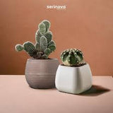 Serinova Bloempot Set 6 Stuks - Vierkante Kruidenpotjes En Cactuspotjes - Taupe Mokka Beige - Met Wateropvang - Gerecyclede Kunststof - Indoor En Outdoor