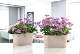 Transparante ovale Bloempot Serinova - Set van 2 Stuks - 30x17cm