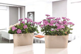 Bloempot Serinova - 5L
