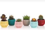 Bloempot Serinova - Set van 6 Stuks - Antraciet - 6,5cm