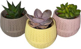 Bloempot Serinova - Set van 6 Stuks - Antraciet - 6,5cm