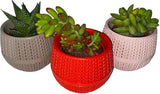 Bloempot Serinova - Set van 6 Stuks - Antraciet - 6,5cm
