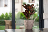 Bloempot Serinova - Set van 5 Stuks - Taupe