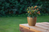 Bloempot Serinova - Set van 5 Stuks - Crème