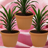 Bloempot De Max - Set van 3 Stuks